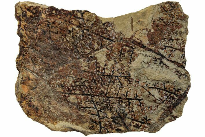 Pennsylvanian Fossil Fern (Eusphenopteris) Plate - West Virginia #232175
